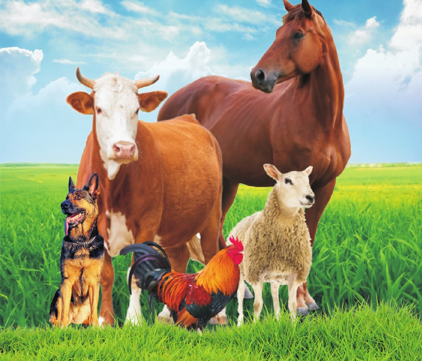 Healthy livestock - Yindrugs